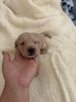 Pup. Green, a male Golden Retriever for sale in Tampa, FL – 2 of 2