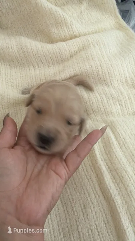 Pup blue – Golden Retriever puppy for sale in Tampa, FL
