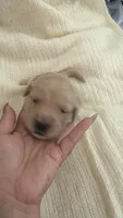Pup blue, a male Golden Retriever for sale in Tampa, FL – 1 of 3