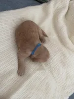 Pup blue, a male Golden Retriever for sale in Tampa, FL – 2 of 3