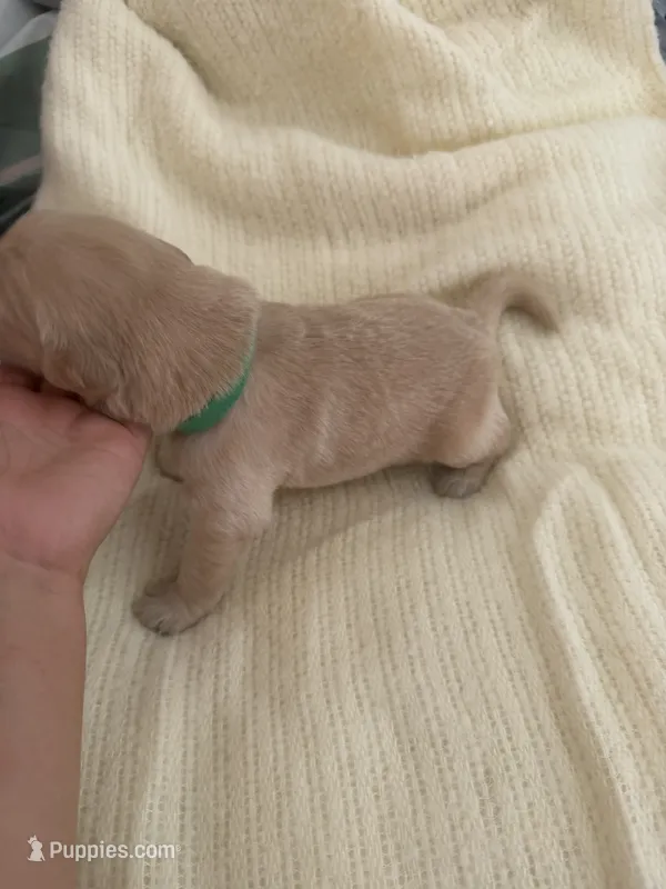 Pup. Green – Golden Retriever puppy for sale in Tampa, FL