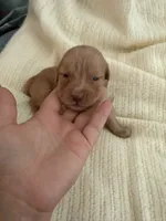 Pup red, a female Golden Retriever for sale in Tampa, FL – 2 of 2