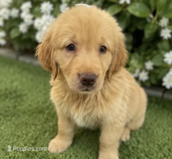 Pup green – Golden Retriever puppy for sale in Tampa, FL