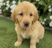 Pup green, a male Golden Retriever for sale in Tampa, FL – 1 of 1
