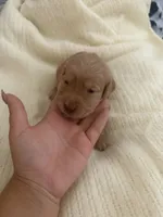 Pup pink, a female Golden Retriever for sale in Tampa, FL – 2 of 2