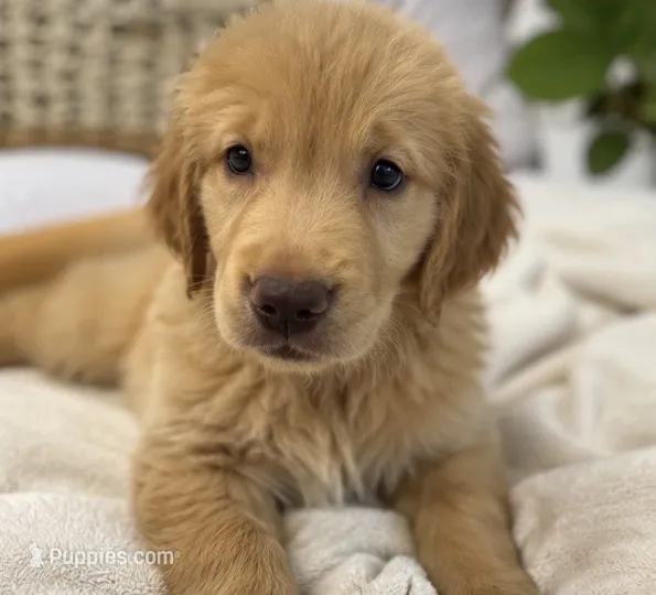 Pup purple – Golden Retriever puppy for sale in Tampa, FL