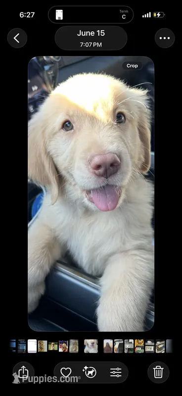 Pup blue – Golden Retriever puppy for sale in Tampa, FL