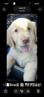 Pup blue, a male Golden Retriever for sale in Tampa, FL – 1 of 1