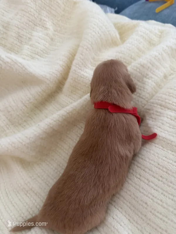 Pup red – Golden Retriever puppy for sale in Tampa, FL