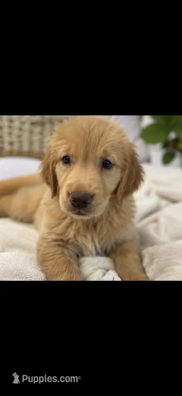 Pup black  – Golden Retriever puppy for sale in Tampa, FL