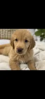 Pup black , a male Golden Retriever for sale in Tampa, FL – 1 of 1