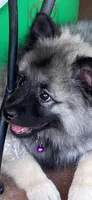 Ruby's girl purple, a female Keeshond for sale in Oklahoma City, OK – 2 of 9