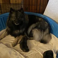 Rubys girl 2, a female Keeshond for sale in Oklahoma City, OK – Photo 7 of 7