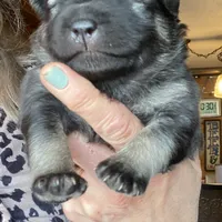 Rubys girl 2, a female Keeshond for sale in Oklahoma City, OK – Photo 4 of 7