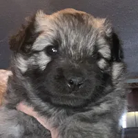 Rubys girl 2, a female Keeshond for sale in Oklahoma City, OK – Photo 1 of 7