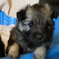 Rubys girl 2, a female Keeshond for sale in Oklahoma City, OK – Photo 3 of 7