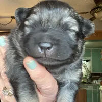 Rubys girl 2, a female Keeshond for sale in Oklahoma City, OK – Photo 6 of 7