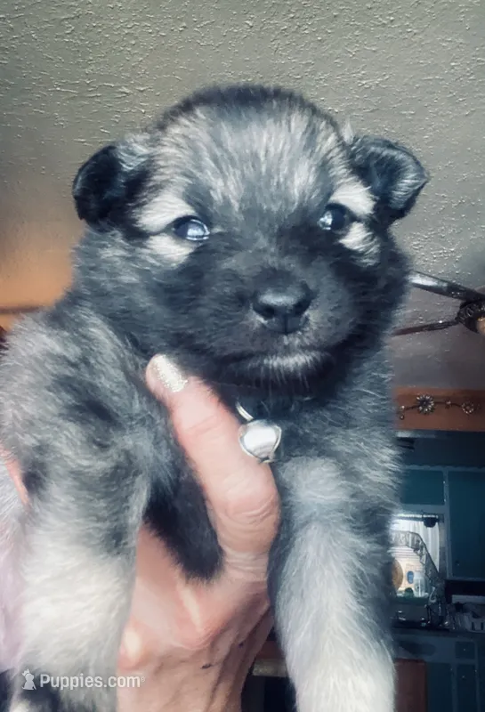 girl 3 silver – Keeshond puppy for sale in Oklahoma City, OK