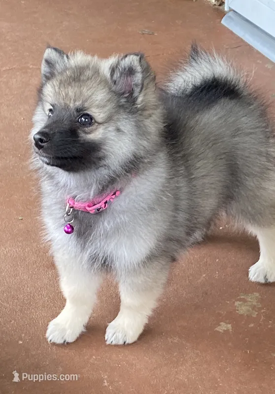 Girl 1 pink – Keeshond puppy for sale in Oklahoma City, OK