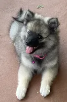 Girl 1 pink, a female Keeshond for sale in Oklahoma City, OK – 3 of 10