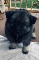 Girl 7 black, a female Keeshond for sale in Oklahoma City, OK – 6 of 9