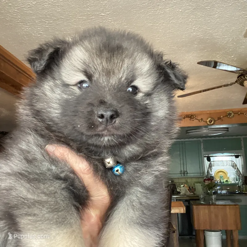 Boy 3 blue – Keeshond puppy for sale in Oklahoma City, OK