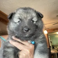 Boy 3 blue, a male Keeshond for sale in Oklahoma City, OK – 7 of 8