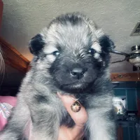 girl 5 brown, a female Keeshond for sale in Oklahoma City, OK – 1 of 3