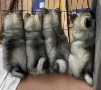 girl 4 purple, a female Keeshond for sale in Oklahoma City, OK – 4 of 9
