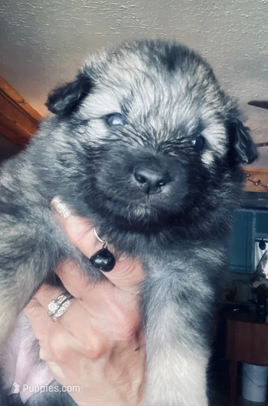 Girl 7 black, a female Keeshond for sale in Oklahoma City, OK – 1 of 2