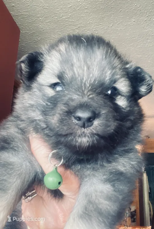 girl 6 green – Keeshond puppy for sale in Oklahoma City, OK