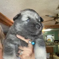 Boy 3 blue, a male Keeshond for sale in Oklahoma City, OK – 2 of 6