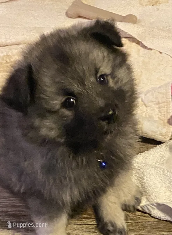 Ruby's girl purple – Keeshond puppy for sale in Oklahoma City, OK
