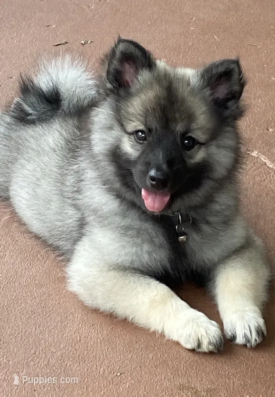 girl 3 silver – Keeshond puppy for sale in Oklahoma City, OK