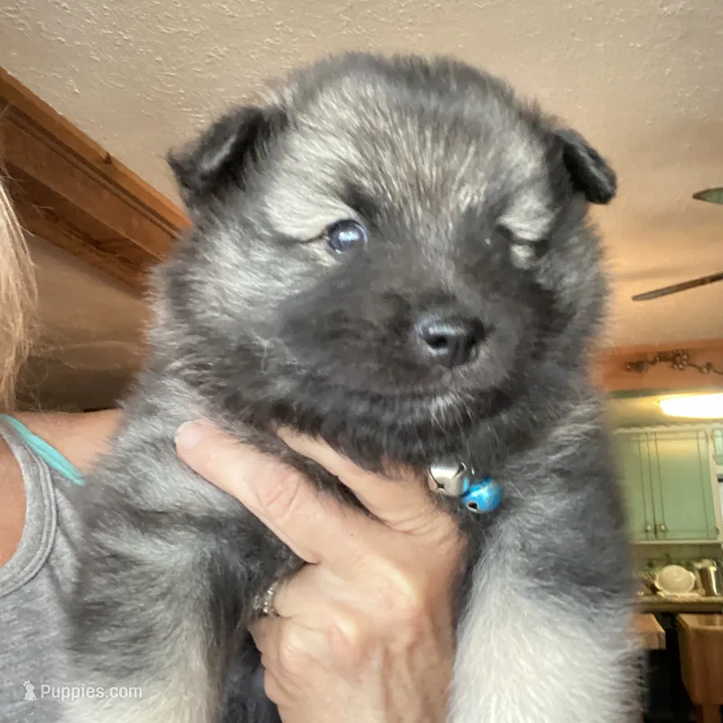 Boy 3 blue – Keeshond puppy for sale in Oklahoma City, OK