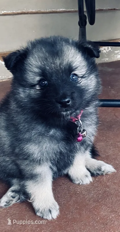 boy 2 pink – Keeshond puppy for sale in Oklahoma City, OK