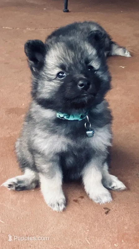 Girl 2 blue – Keeshond puppy for sale in Oklahoma City, OK