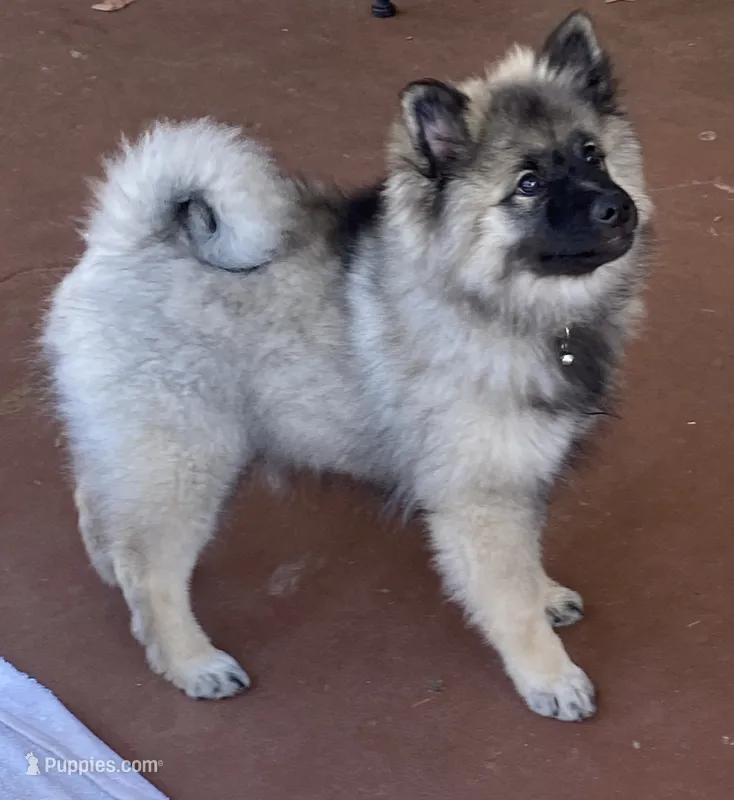 Boy 1 yellow – Keeshond puppy for sale in Oklahoma City, OK