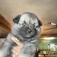 Boy 1 yellow, a male Keeshond for sale in Oklahoma City, OK – 8 of 8