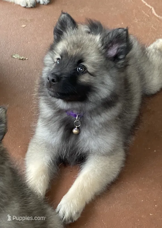 girl 4 purple – Keeshond puppy for sale in Oklahoma City, OK