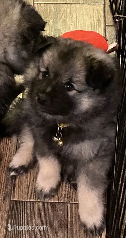 Boy 1 yellow – Keeshond puppy for sale in Oklahoma City, OK