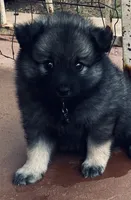 Girl 7 black, a female Keeshond for sale in Oklahoma City, OK – 9 of 9