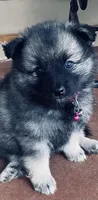 boy 2 pink, a male Keeshond for sale in Oklahoma City, OK – 6 of 10