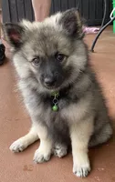 girl 6 green, a female Keeshond for sale in Oklahoma City, OK – 4 of 9