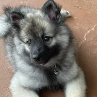 girl 3 silver, a female Keeshond for sale in Oklahoma City, OK – 3 of 9
