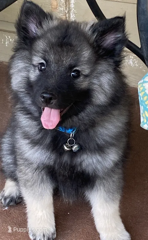 Boy 3 blue – Keeshond puppy for sale in Oklahoma City, OK