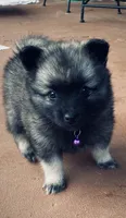 Girl 1 pink, a female Keeshond for sale in Oklahoma City, OK – 6 of 10