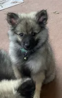 Girl 2 blue, a female Keeshond for sale in Oklahoma City, OK – 2 of 9