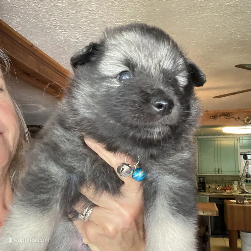 Boy 3 blue – Keeshond puppy for sale in Oklahoma City, OK