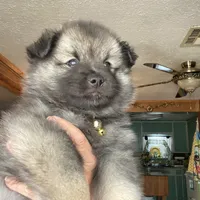 Boy 1 yellow, a male Keeshond for sale in Oklahoma City, OK – 7 of 8